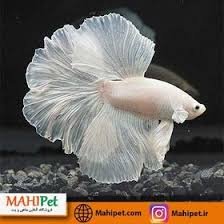 گالری تصاویر آکواریوم موجهای آبی قزوین