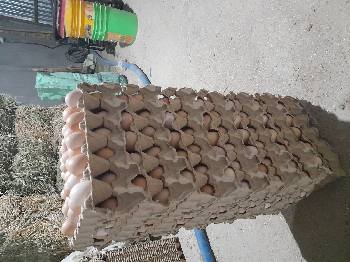 گالری تصاویر مرغداری تخم گذار