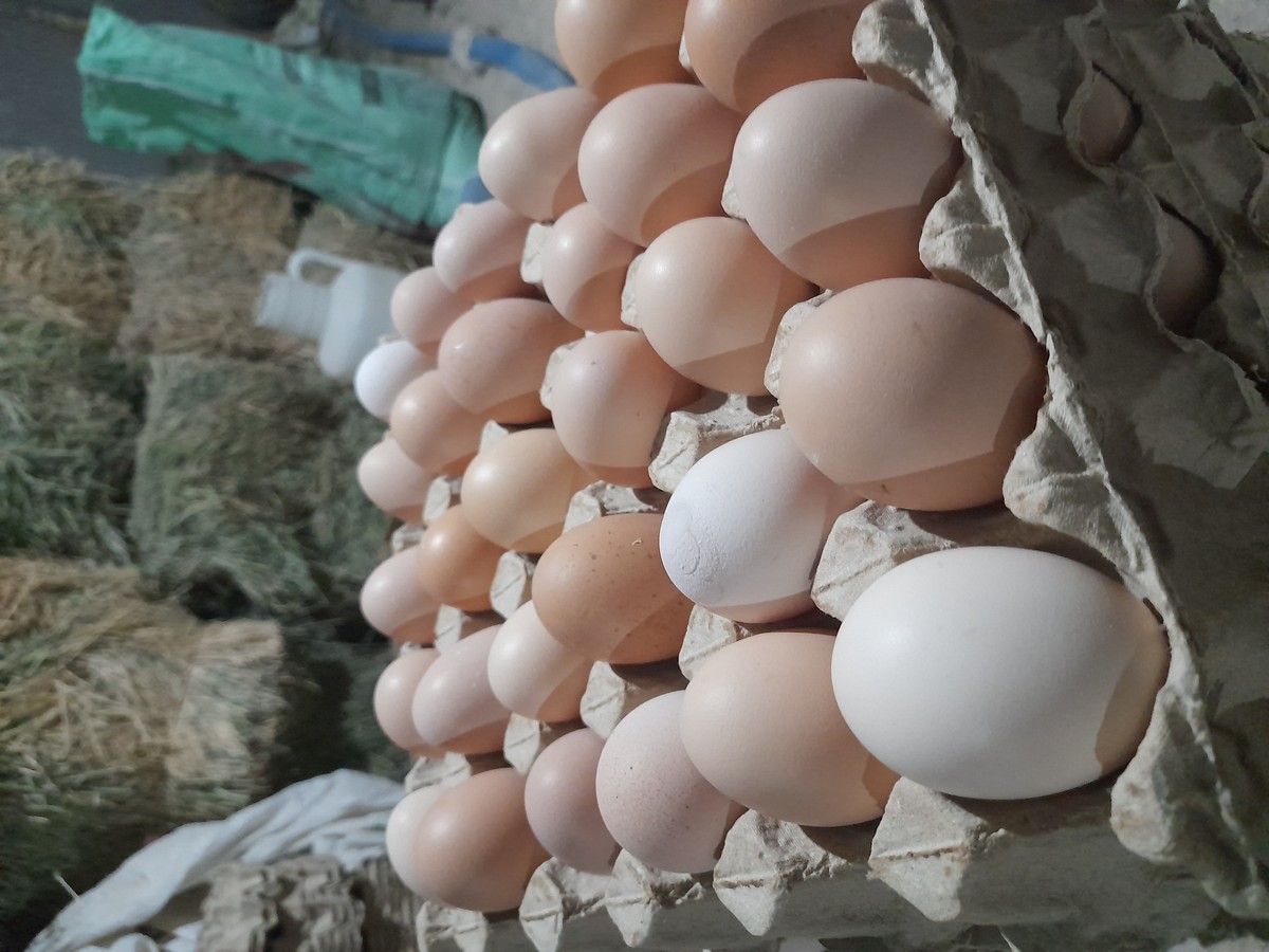 گالری تصاویر مرغداری تخم گذار